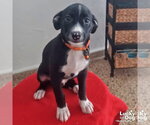 Small #4 Mutt