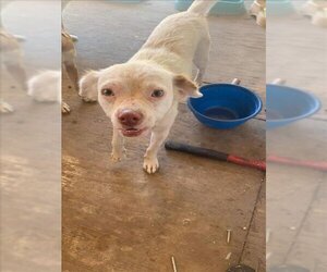Chihuahua Dogs for adoption in San Antonio, TX, USA