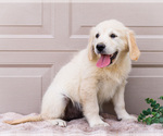 Small #4 English Cream Golden Retriever
