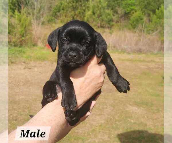 Medium Photo #1 Labrador Retriever-Unknown Mix Puppy For Sale in Royal Palm Beach, FL, USA