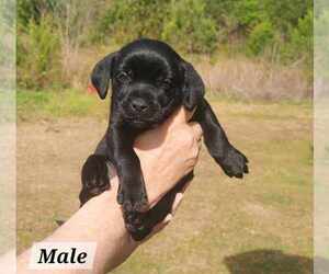 Labrador Retriever-Unknown Mix Dogs for adoption in Royal Palm Beach, FL, USA