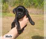 Small Labrador Retriever Mix
