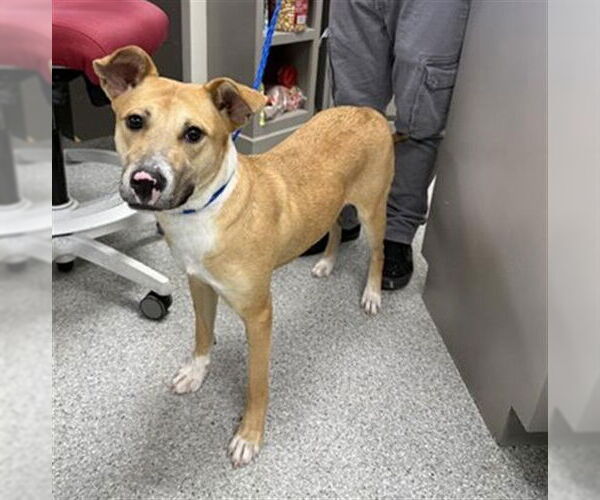 Medium Photo #2 Siberian Husky-Unknown Mix Puppy For Sale in Pasadena, TX, USA