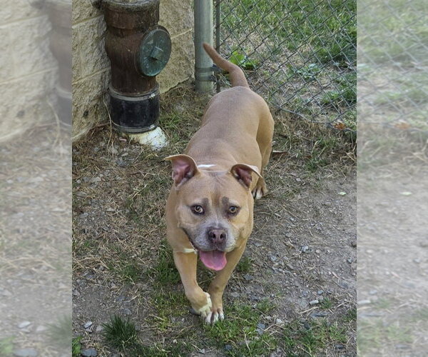 Medium Photo #5 Mutt Puppy For Sale in Glen Allen, VA, USA