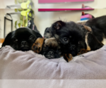 Small Photo #4 Brussels Griffon Puppy For Sale in SCOTTSDALE, AZ, USA
