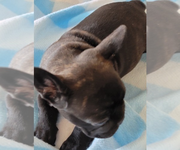 Medium Photo #2 French Bulldog Puppy For Sale in MCDONOUGH, GA, USA