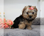 Small #1 Yorkshire Terrier