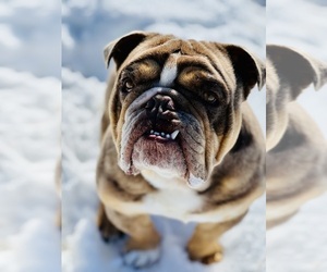 English Bulldogge Puppy for sale in CARSON CITY, NV, USA