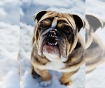 Small Photo #1 English Bulldogge Puppy For Sale in CARSON CITY, NV, USA