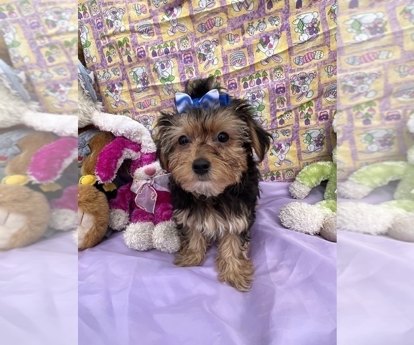 Medium Photo #10 YorkiePoo Puppy For Sale in BOLINGBROOK, IL, USA