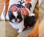 Small Photo #5 Pekingese Puppy For Sale in SMITHFIELD, NC, USA