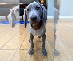 Weimaraner Puppy for sale in HEMLOCK, MI, USA