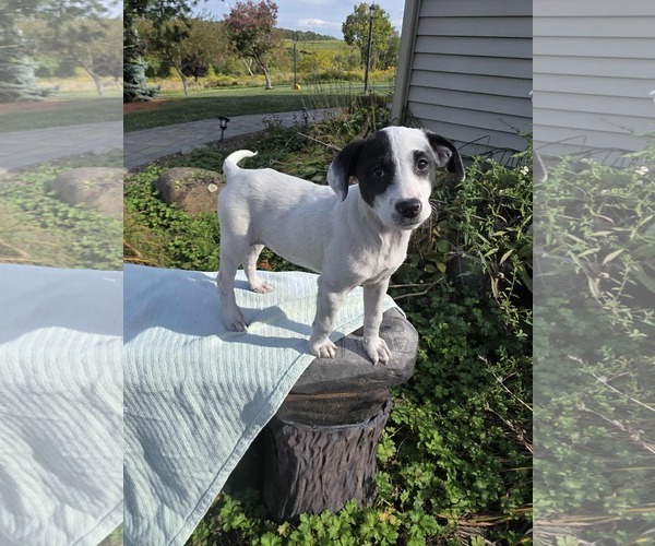 Medium Photo #3 Borador Puppy For Sale in SHERBURNE, NY, USA