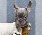 Puppy Unc P French Bulldog