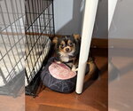 Bear (NY) - Male Chihuahua-Unknown Mix Dog for Adoption - Small photo