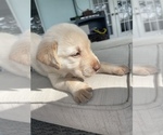 Small Photo #6 Labrador Retriever Puppy For Sale in VERO BEACH, FL, USA