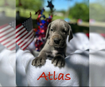 Puppy Atlas Great Dane