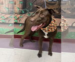 Small #1 Labrador Retriever Mix