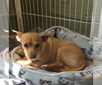 Small #2 Chihuahua Mix