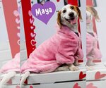Small Photo #31 Basschshund Puppy For Sale in San Antonio, TX, USA