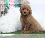 Small Goldendoodle