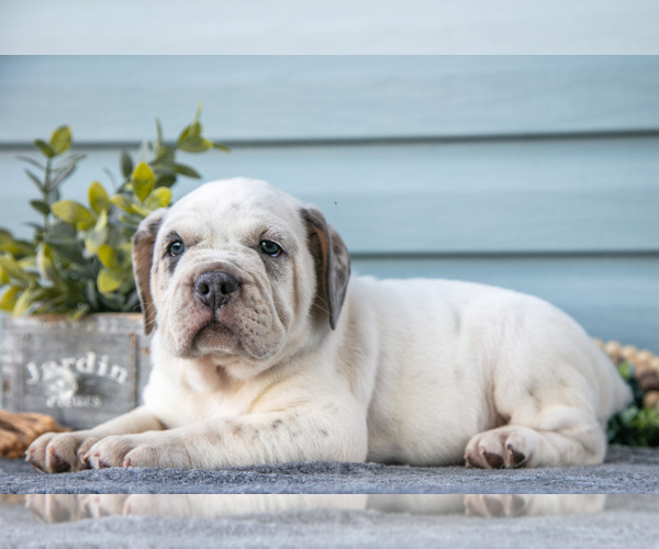 Medium Photo #3 Beabull Puppy For Sale in MILLERSBURG, OH, USA