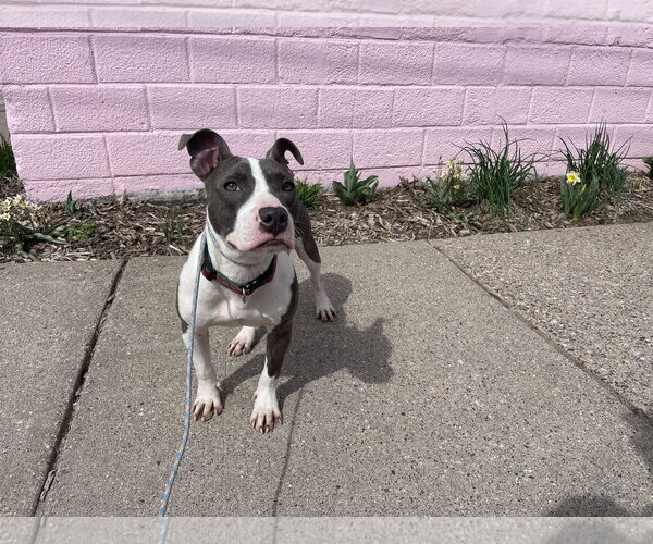 Medium Photo #1 Mutt Puppy For Sale in St. Louis Park, MN, USA