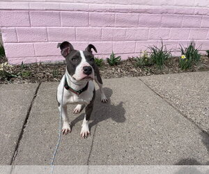 Mutt Dogs for adoption in St. Louis Park, MN, USA