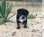 Small Photo #10 Olde English Bulldogge Puppy For Sale in POWAY, CA, USA