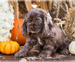 Small Photo #13 Cocker Spaniel Puppy For Sale in WAKARUSA, IN, USA