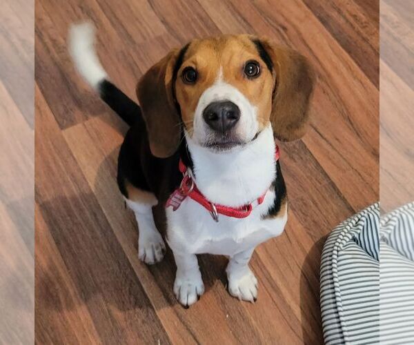 Medium Photo #3 Beagle Puppy For Sale in Las Vegas, NV, USA