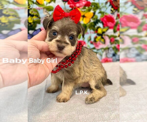 Medium Photo #1 Schnauzer (Miniature) Puppy For Sale in WINNSBORO, LA, USA