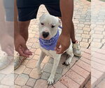 Small Photo #4 American Bulldog-Unknown Mix Puppy For Sale in Miami, FL, USA
