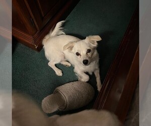 Maltese Puppy for sale in STOCKTON, CA, USA