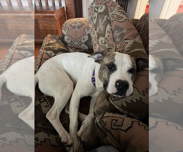 Medium Photo #3 Mutt Puppy For Sale in Bellingham, WA, USA