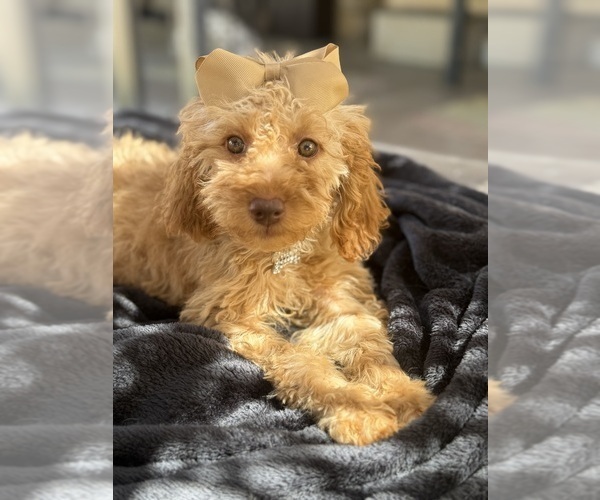 Medium Photo #8 Goldendoodle mix (+ Poodle Miniature) Puppy For Sale in MENIFEE, CA, USA