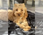 Small Photo #17 Goldendoodle mix (+ Poodle Miniature) Puppy For Sale in MENIFEE, CA, USA