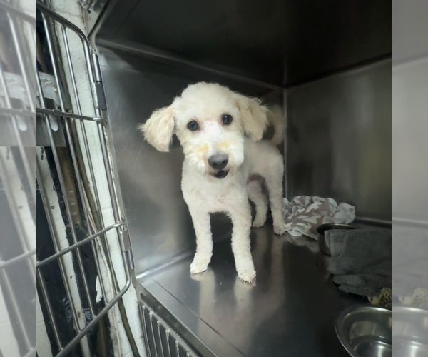 Medium Photo #4 Goldendoodle (Miniature) Puppy For Sale in San Diego , CA, USA
