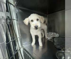Amaya - Female Goldendoodle (Miniature) Dog for Adoption - Photo #4
