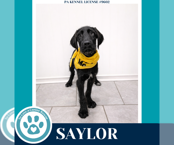 Medium Photo #1 Golden Retriever-Great Dane Mix Puppy For Sale in Kimberton, PA, USA