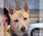 Small #1 Carolina Dog-Huskies  Mix