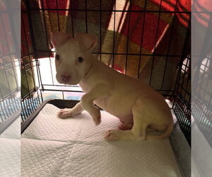 Labrador Retriever-Unknown Mix Dogs for adoption in Dana Point, CA, USA
