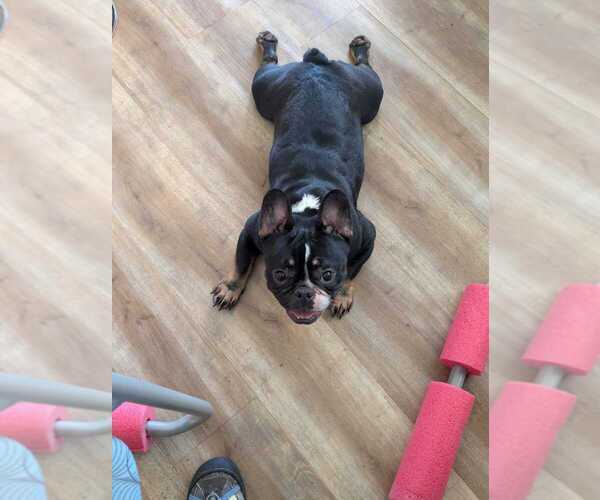 Medium Photo #2 French Bulldog Puppy For Sale in CANYON LAKE, TX, USA