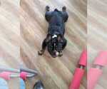 Damsel - Female French Bulldog Puppy for Sale - Photo #2