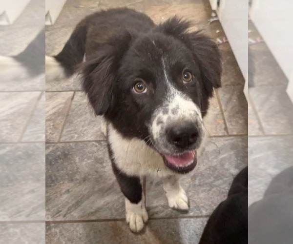 Medium Photo #2 Border Collie-Unknown Mix Puppy For Sale in Germantown, OH, USA