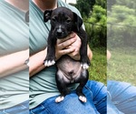 Small #3 Staffordshire Bull Terrier