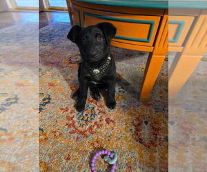 Labrador Retriever-Unknown Mix Dogs for adoption in Aurora, IN, USA