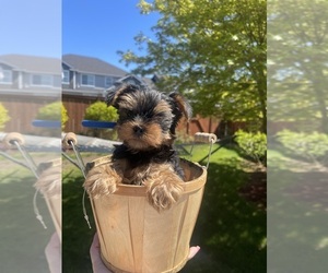 Yorkshire Terrier Puppy for sale in TACOMA, WA, USA