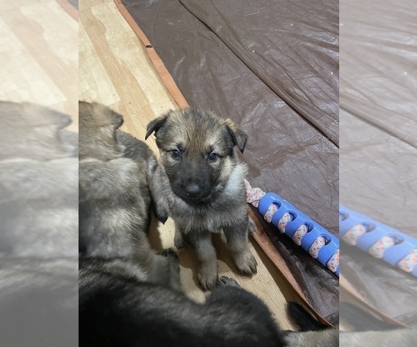 Medium Photo #42 German Shepherd Dog Puppy For Sale in MADISON HEIGHTS, VA, USA
