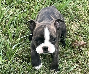 Medium Boston Terrier